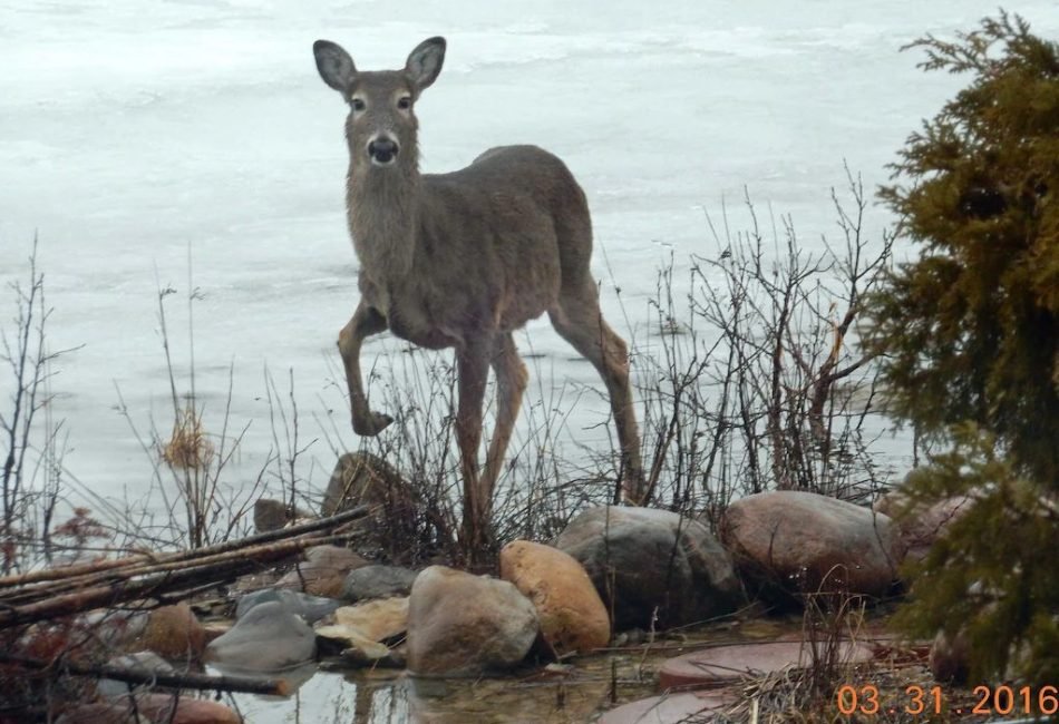 Drummond island water front rental.com