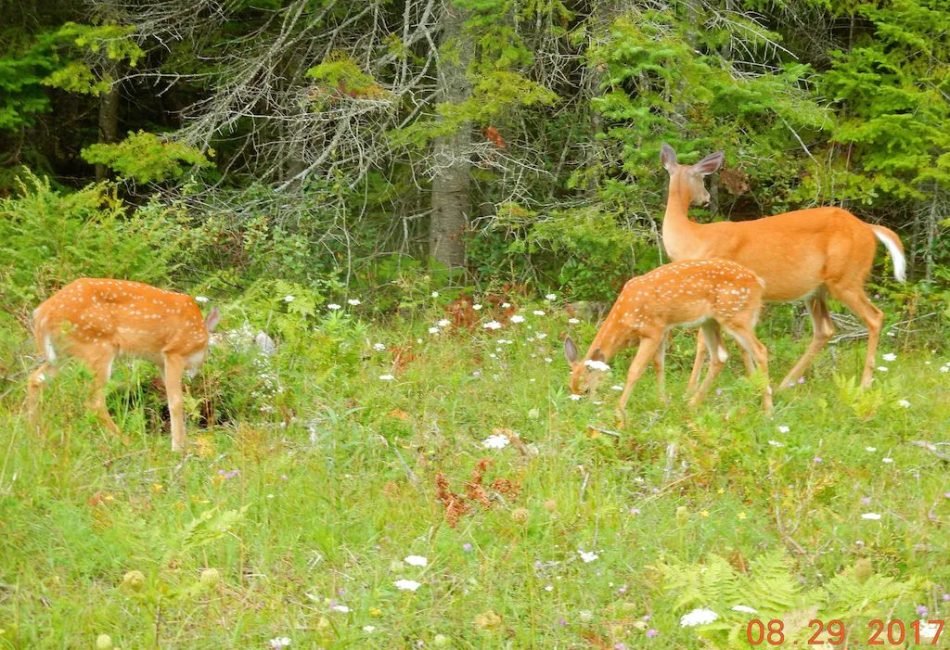 Drummond island water front rental.com